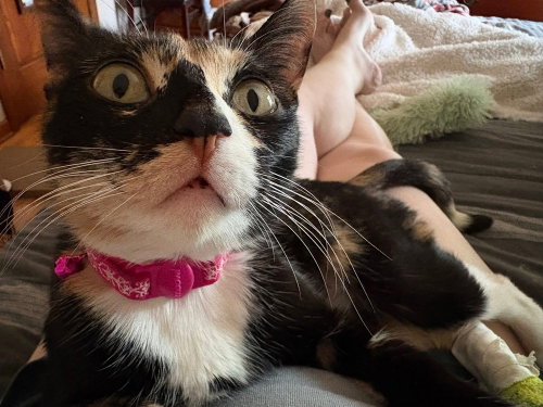 DALILA - Domestic Short Hair available for adoption