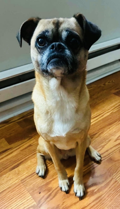 MIMI - Pug / Beagle available for adoption
