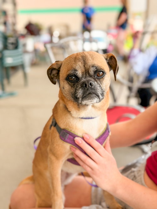 MIMI - Pug / Beagle available for adoption