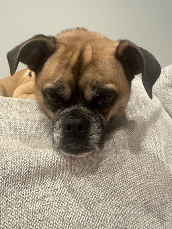 Mimi