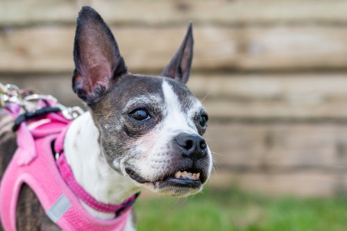 ANNABELLE - Boston Terrier available for adoption
