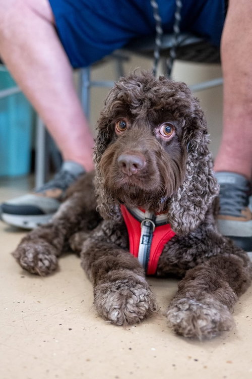 Benny, an adoptable Cocker Spaniel in Mundelein, IL