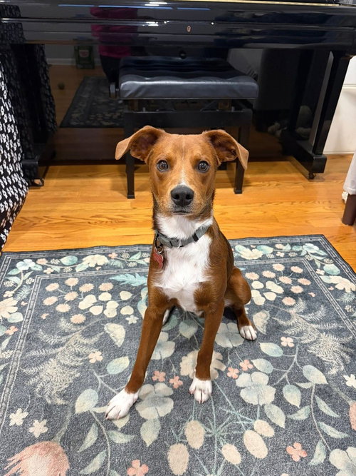 Nimbis, an adoptable Terrier in Mundelein, IL
