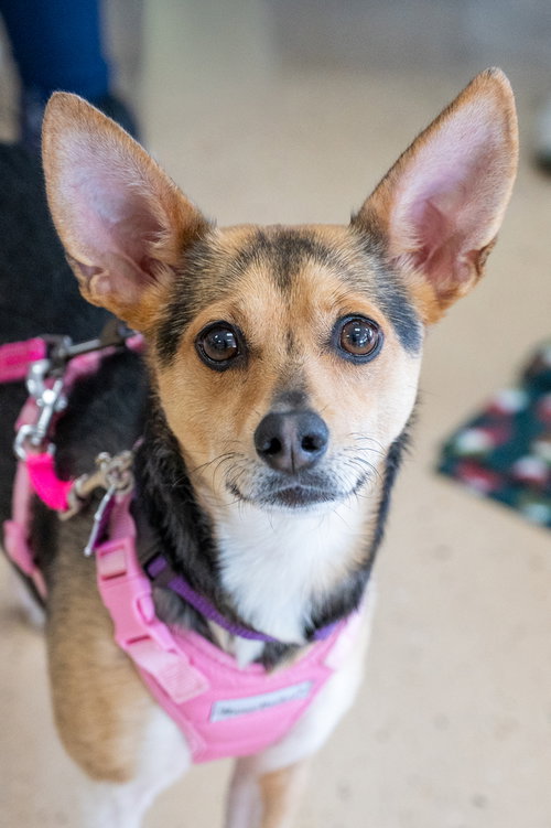Tulip, an adoptable Chihuahua in Mundelein, IL