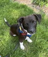 Norris - Photo 3