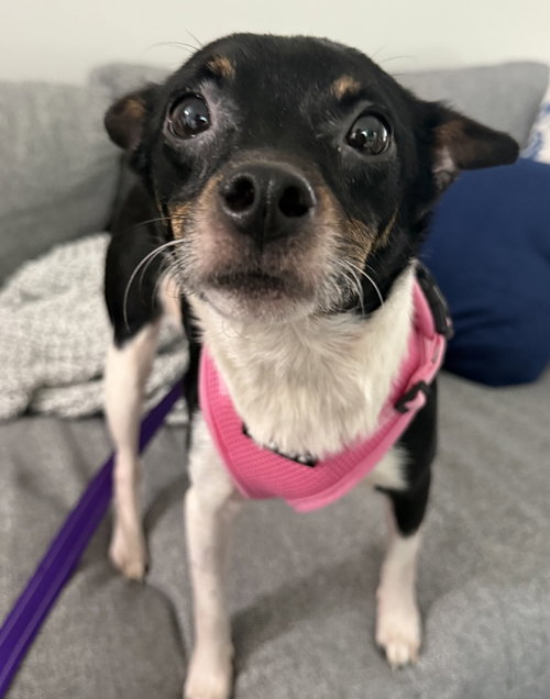 Elektra, an adoptable Chihuahua in Mundelein, IL
