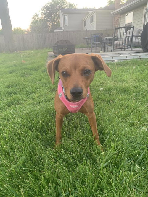 Strawberry Shortcake, an adoptable Terrier in Mundelein, IL