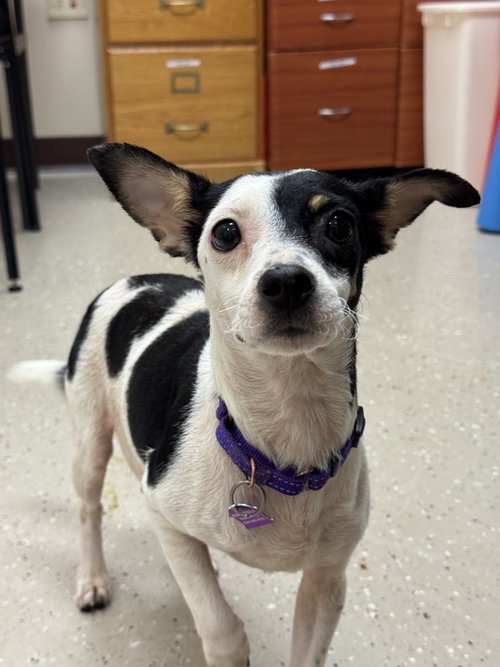 Camila, an adoptable Chihuahua in Mundelein, IL