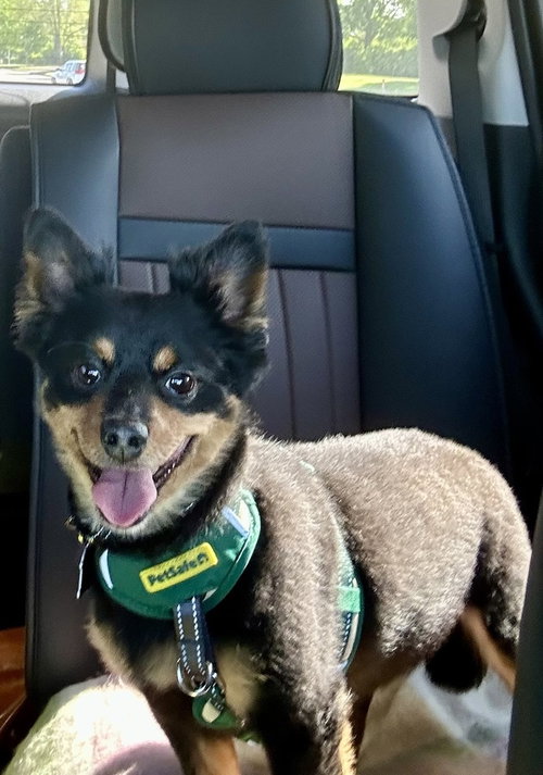Felix, an adoptable Pomeranian in Mundelein, IL