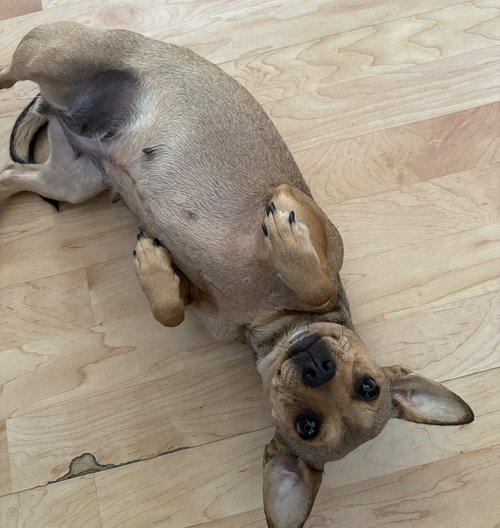 Mary Puppins