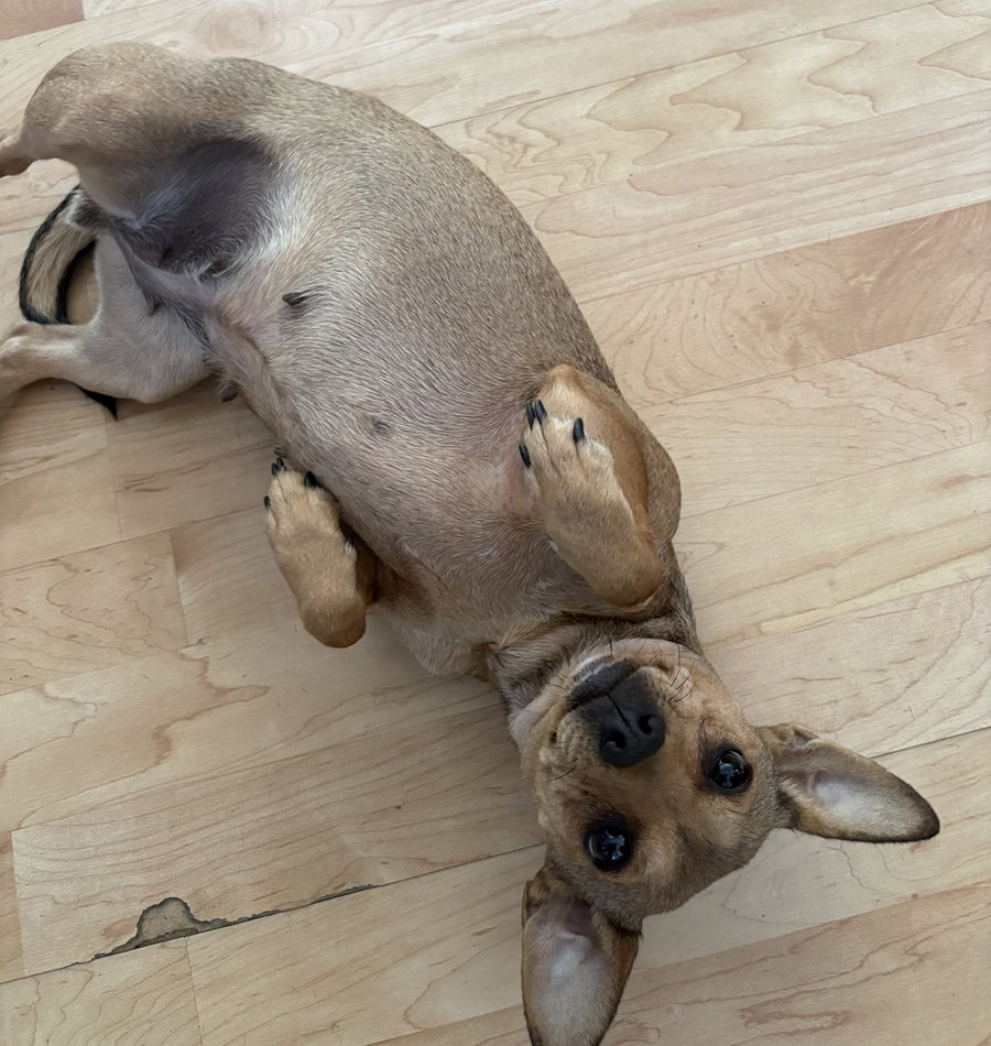Mary Puppins