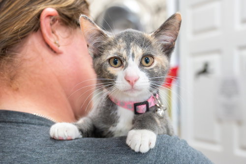 Nova, Baby Calico, cat for adoption in Cicero, Illinois