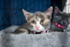 Nova - Photo 2