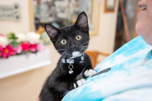Cosmo, Baby Domestic Short Hair, cat for adoption in Cicero, Illinois