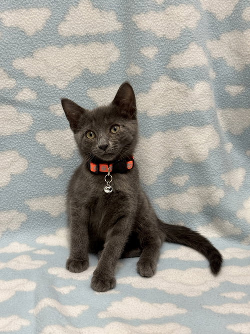 Jupiter, Baby Domestic Short Hair / Mixed, cat for adoption in Naperville, Illinois