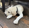 Raising Cane - Photo 1