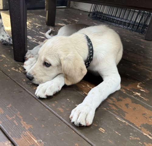 RAISING CANE - Great Pyrenees / Great Dane for adoption in Kenosha