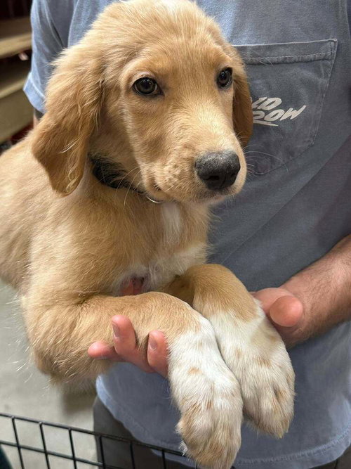 CHICK-PHIL-A - Great Pyrenees / Great Dane available for adoption
