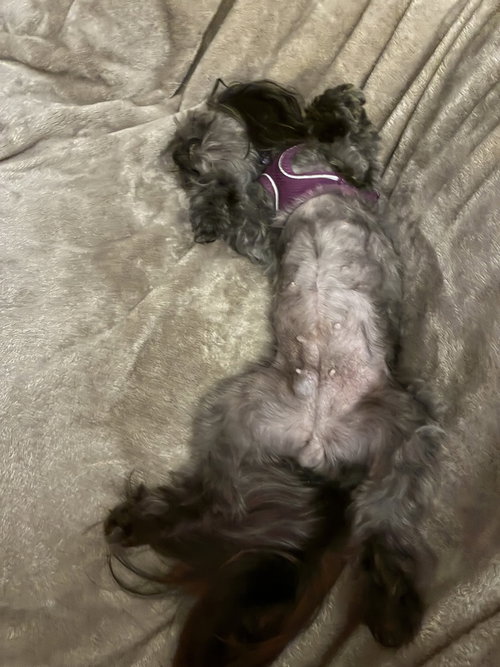 TIFFANY - Shih Tzu available for adoption