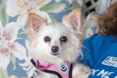 Mishka, an adoptable Chihuahua in Mundelein, IL