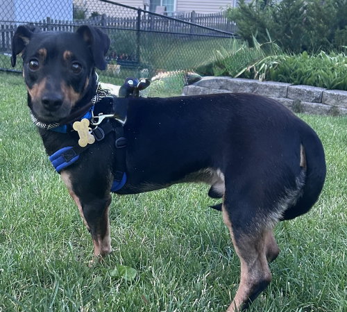 Gregg Allman, an adoptable Terrier in Mundelein, IL