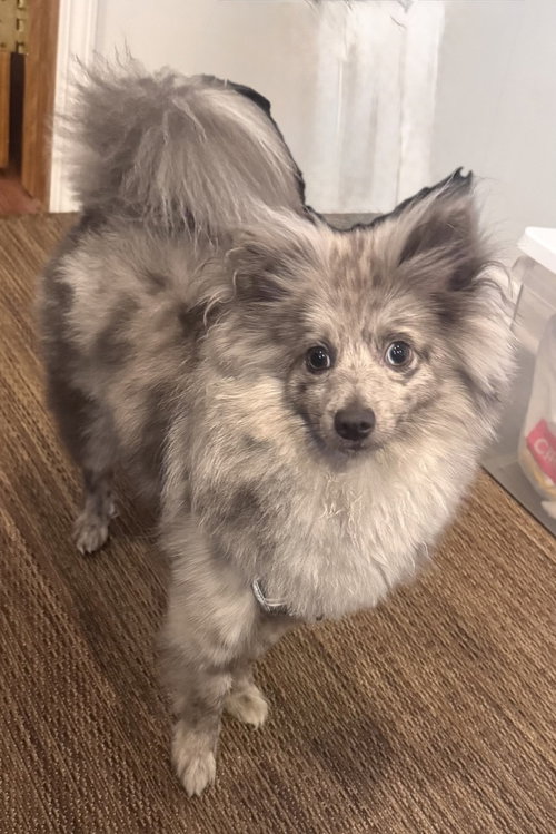 Chi Chi