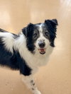 Bandit - Photo 1