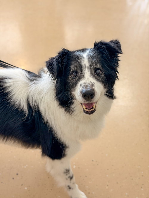 BANDIT - Border Collie / Australian Cattle Dog/Blue Heeler available for adoption