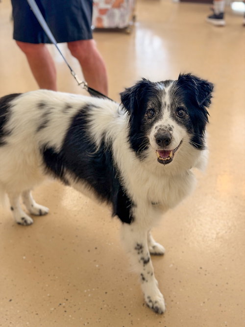 BANDIT - Border Collie / Australian Cattle Dog/Blue Heeler available for adoption