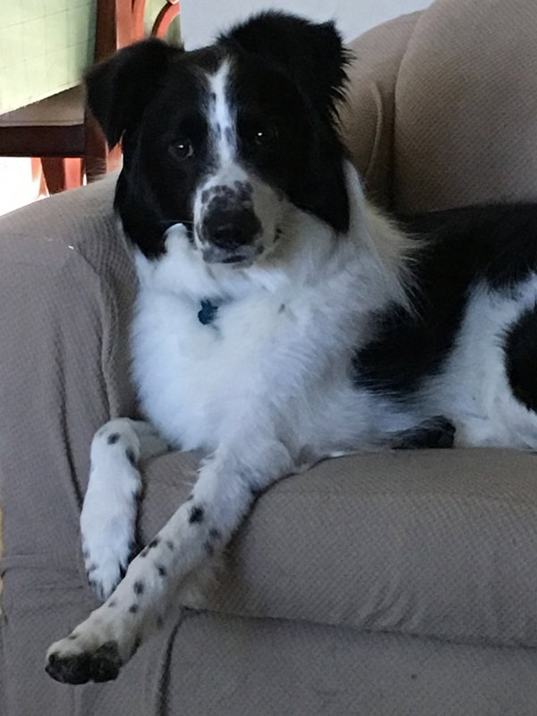 Bandit
