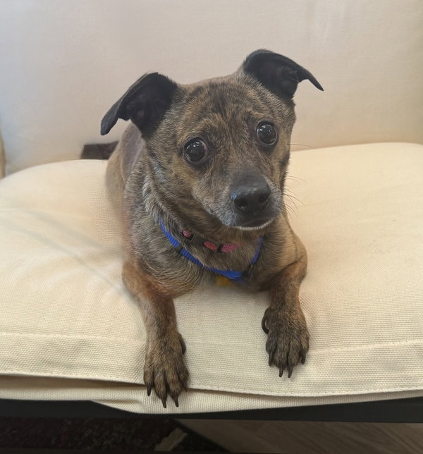 Mitzi