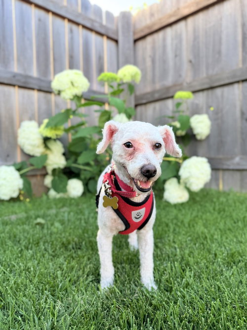Cocomelon, an adoptable Poodle in Mundelein, IL