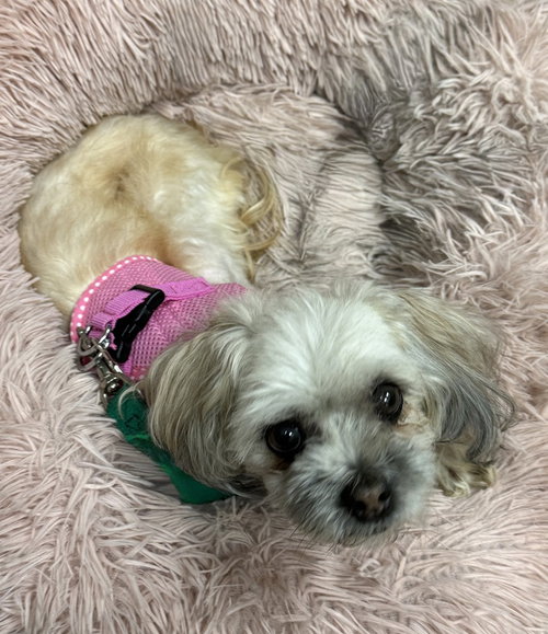 Cece, an adoptable Maltese in Mundelein, IL