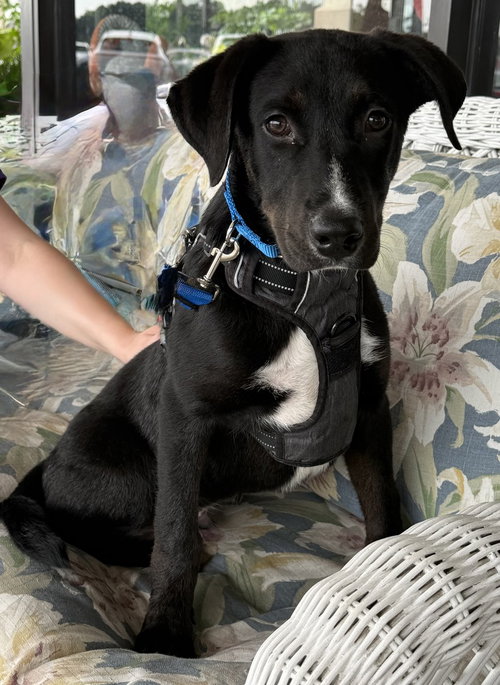 Tino