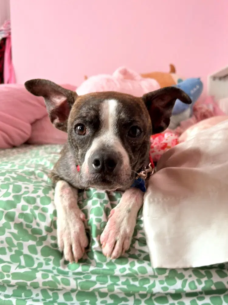 Turnip - Boston Terrier
