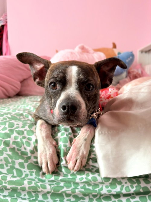 picture of the dog needing adoption