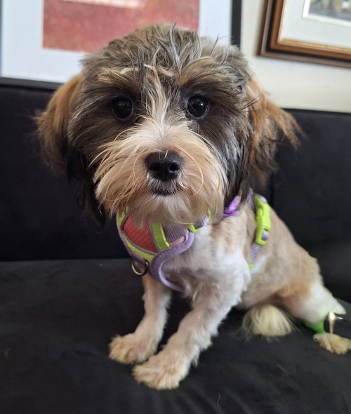 Frieda, an adoptable Yorkshire Terrier Yorkie in Mundelein, IL
