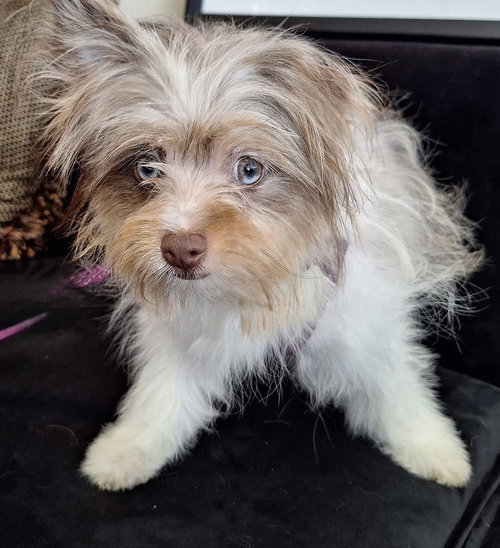 Jello, an adoptable Yorkshire Terrier Yorkie in Mundelein, IL