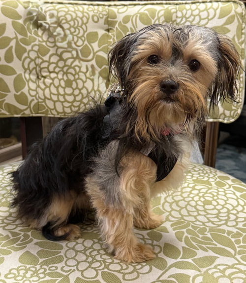 Freddy, an adoptable Yorkshire Terrier Yorkie in Mundelein, IL