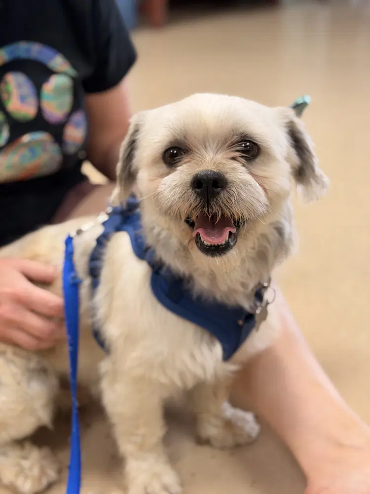 Ozzy - Shih Tzu