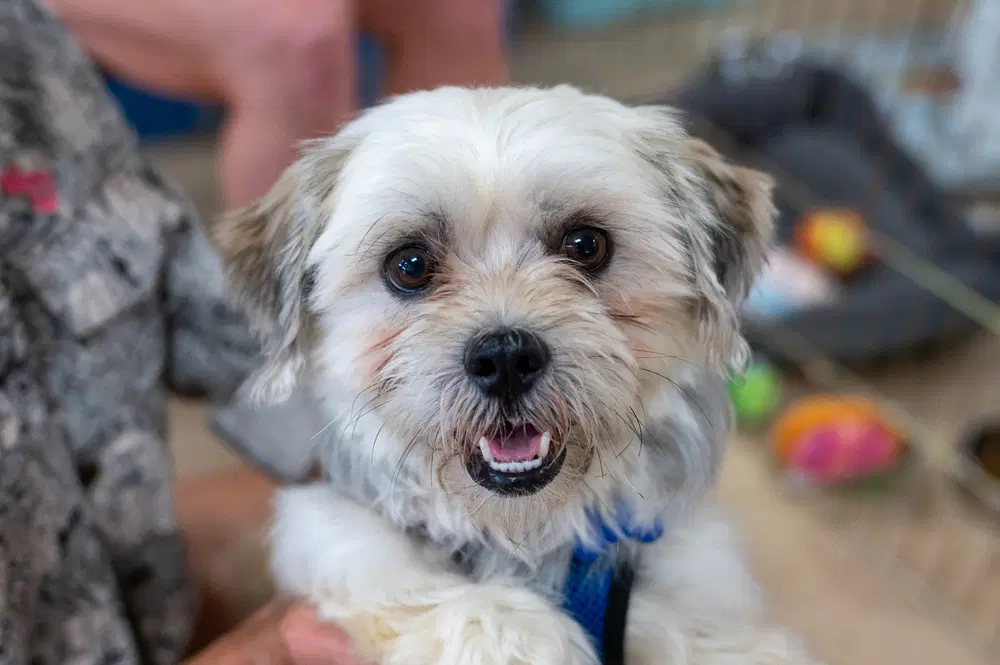 Ozzy - Shih Tzu