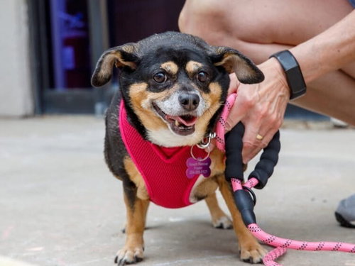 picture of the dog needing adoption