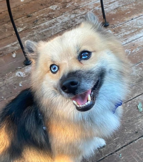 picture of the dog needing adoption
