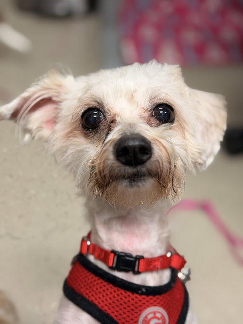 picture of the dog needing adoption
