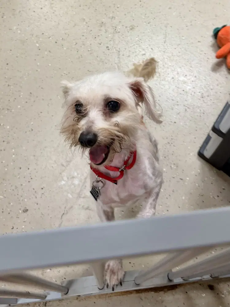 Tobey image 3