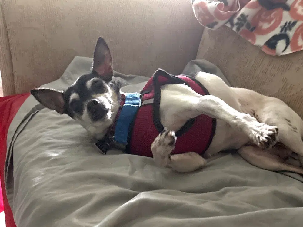 Rocky - Rat Terrier