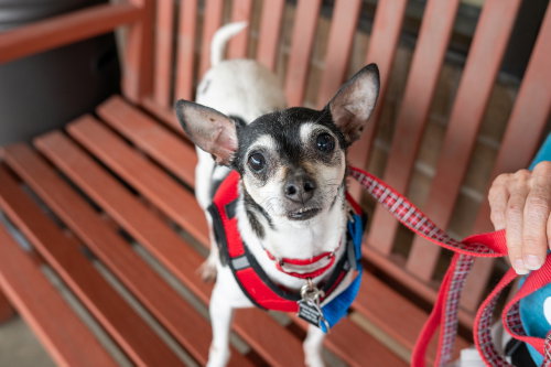 picture of the dog needing adoption