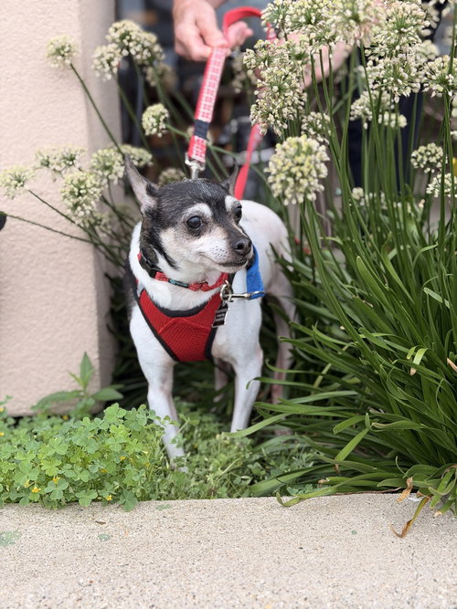 Photo 4 of Rocky