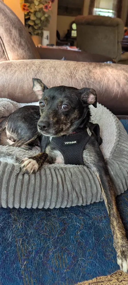 Chicken Nugget - Chihuahua