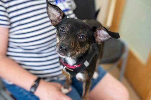 picture of the dog needing adoption